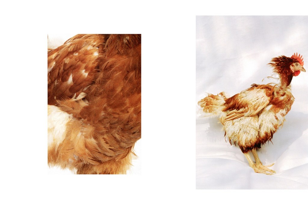 A light brown chicken stands indoors on a white surface, with a partial view of another chicken in the background. The chicken has ruffled feathers.