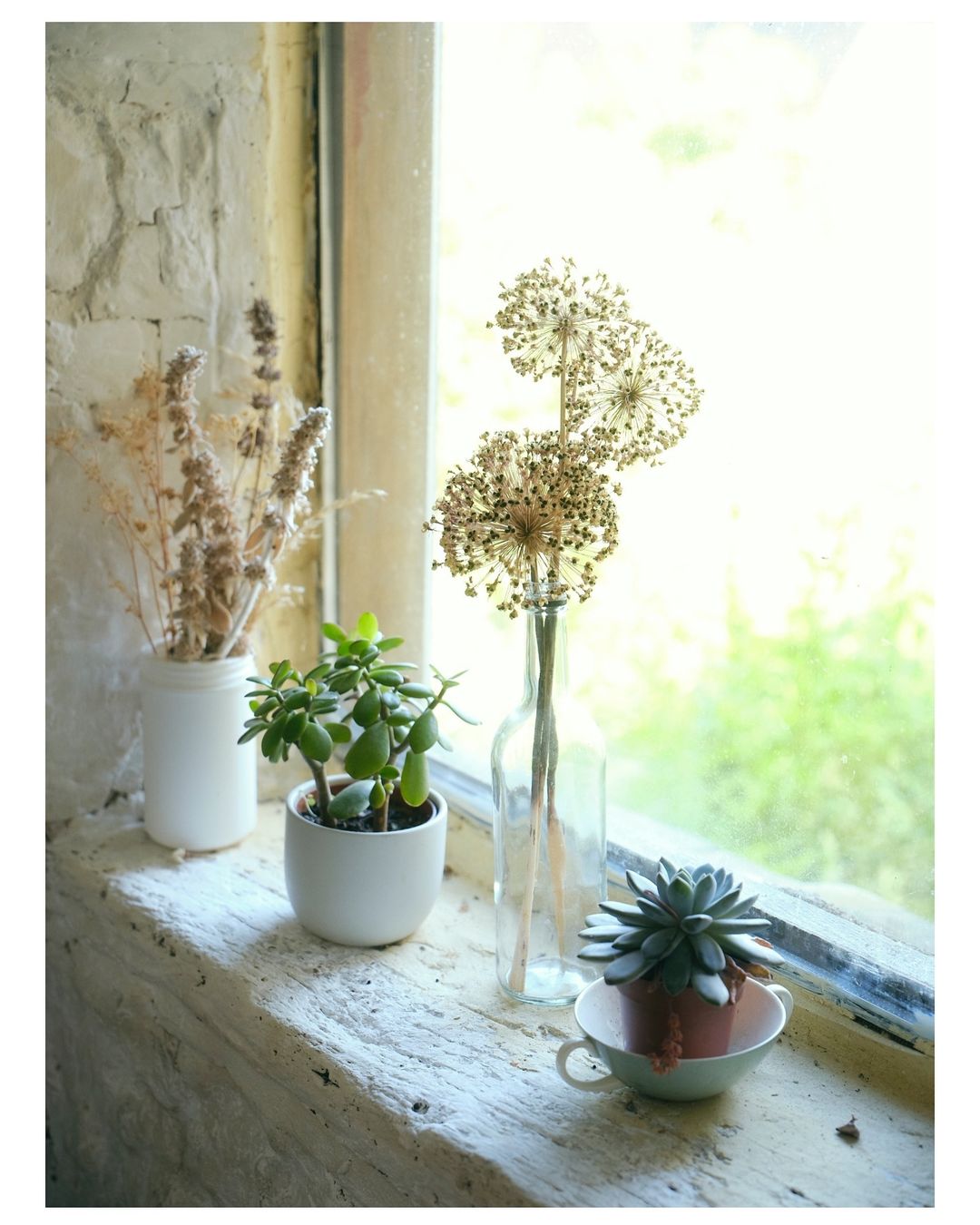 Indoor still life featuring dried flowers and potted plants on a windowsill in natural light against a blurry outdoor background.