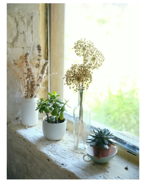 Indoor still life featuring dried flowers and potted plants on a windowsill in natural light against a blurry outdoor background.