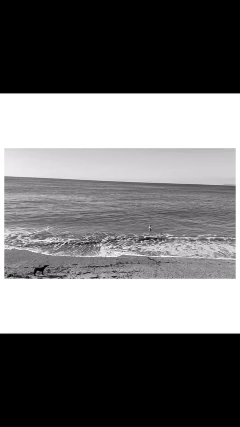 Black and white seascape featuring a dog on the beach, waves in the water, and the horizon under a clear sky.