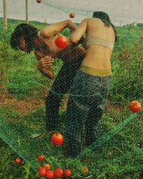Two people in an agricultural field partially obscured by a green mesh net with red tomatoes scattered throughout.