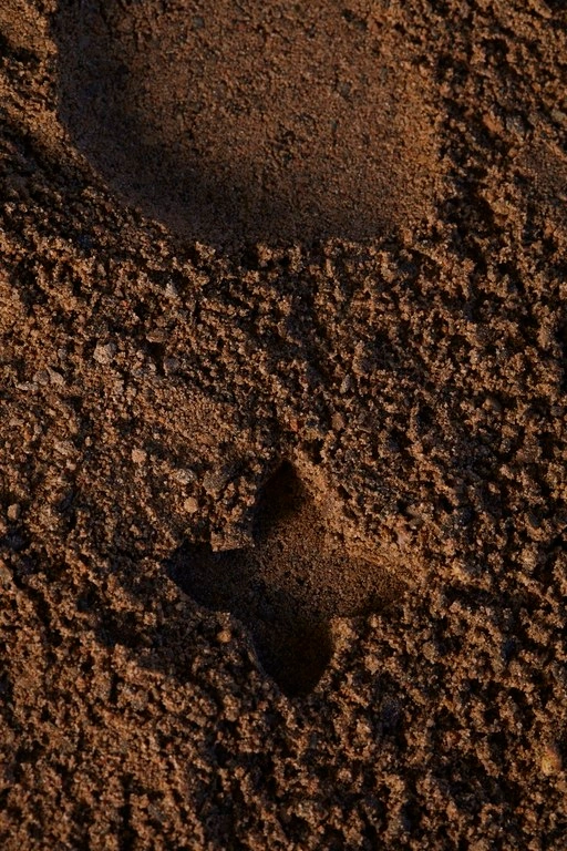 Close up top down shot of coarse brown sand with a distinct four pointed star imprint and a shallow circular depression