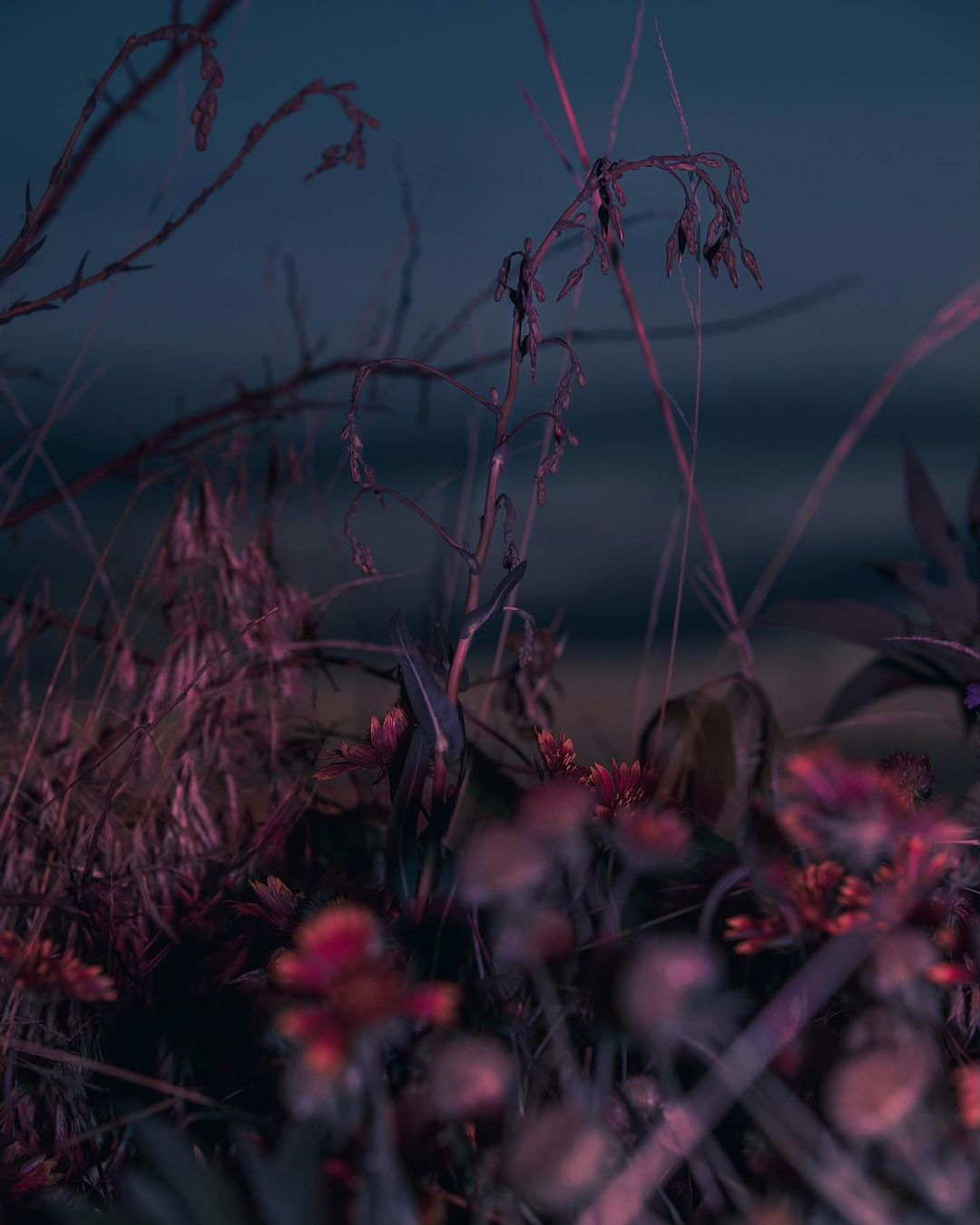 Close-up view of vibrant pink and red wildflowers mixed with tall grass and other vegetation against a blurred blue-grey backdrop.