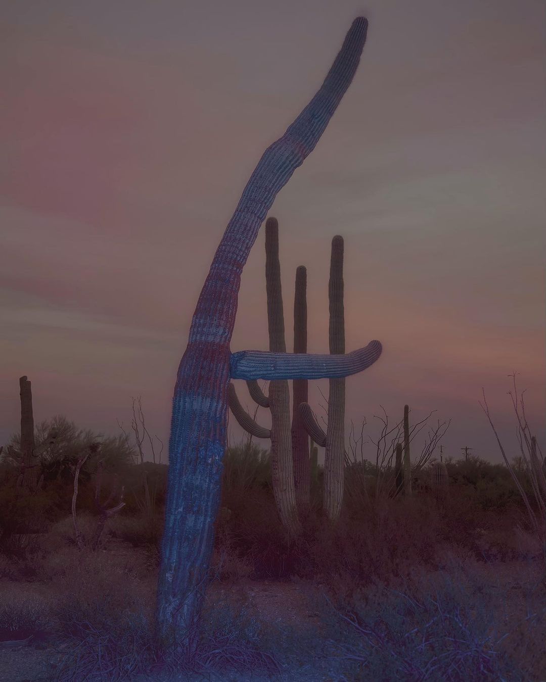 Saguaro cacti in the Arizona desert at sunset. Tall cacti stand against a dusky sky, with a sparse ground cover of desert vegetation.