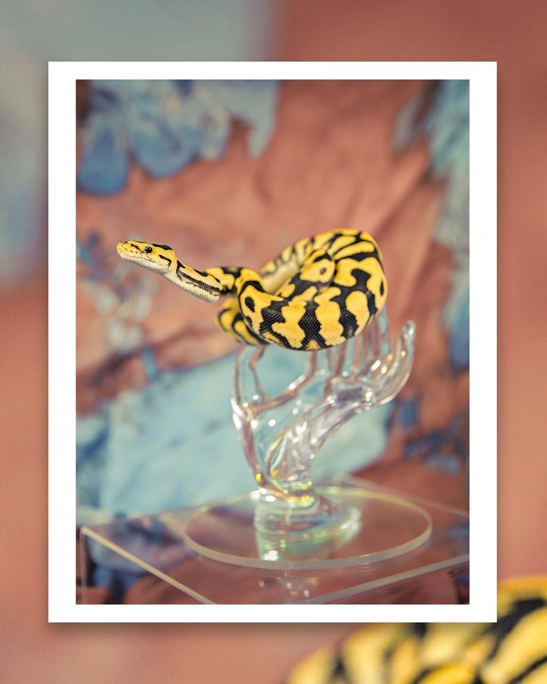 Yellow and black patterned snake coiled on a clear glass hand sculpture against a muted floral backdrop, creating an elegant and exotic display.