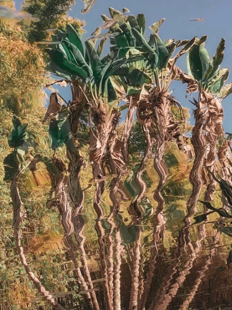 Palm trees with large green leaves fill the frame against a partly cloudy blue sky, creating a vibrant nature scene.