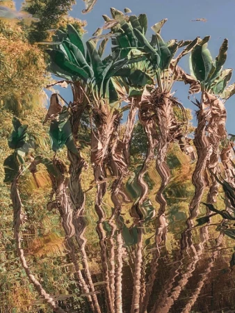 Palm trees with large green leaves fill the frame against a partly cloudy blue sky, creating a vibrant nature scene.