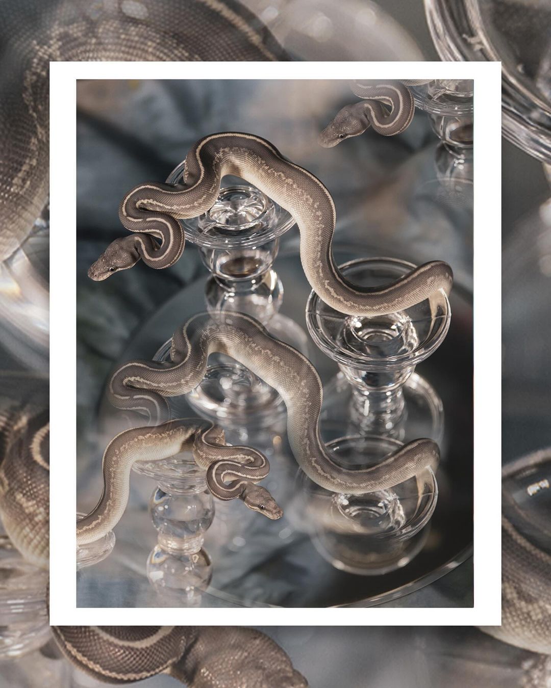 Several snakes rest atop clear, stemmed glassware on a reflective surface. The snakes are varying shades of gray and brown.
