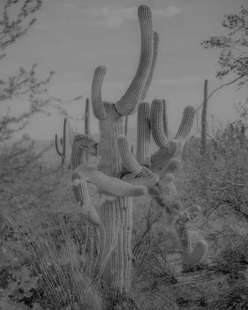Black and white photograph of a saguaro cactus in the Arizona desert, surrounded by shrubs and other cacti under a cloudy sky.