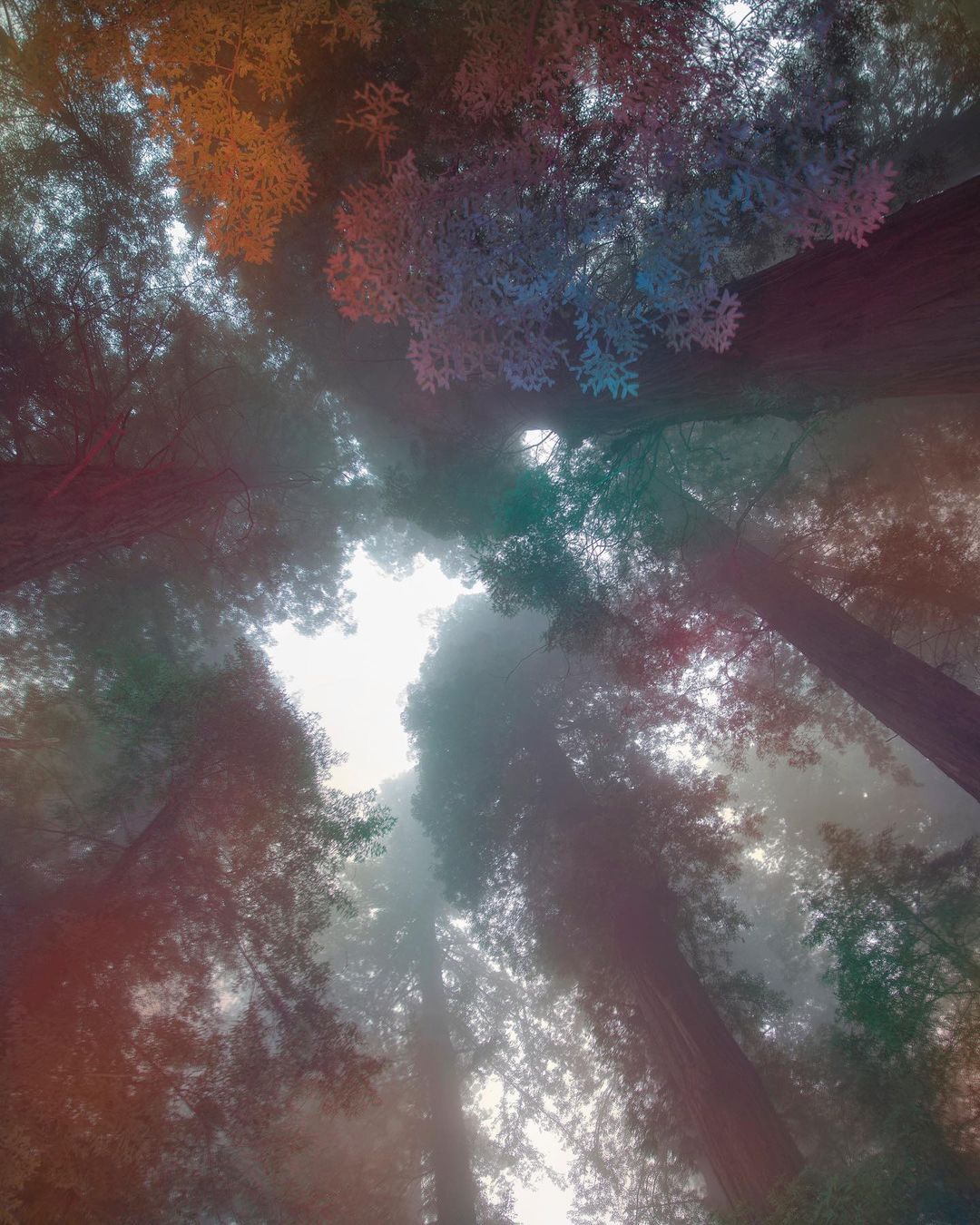 Low angle shot of tall redwood trees reaching towards the sky, with fog creating a soft, ethereal light in the forest canopy.