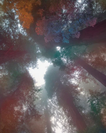 Low angle shot of tall redwood trees reaching towards the sky, with fog creating a soft, ethereal light in the forest canopy.