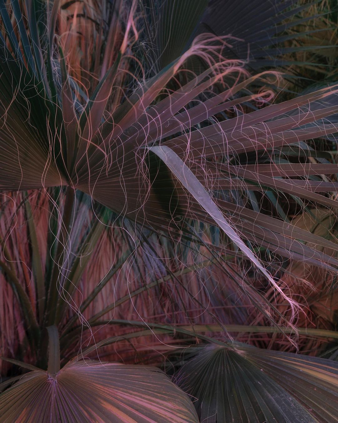 Close-up of tropical foliage featuring multiple fan palm leaves with thin, hair-like tendrils creating a textured and detailed botanical scene.