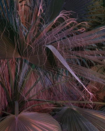 Close-up of tropical foliage featuring multiple fan palm leaves with thin, hair-like tendrils creating a textured and detailed botanical scene.