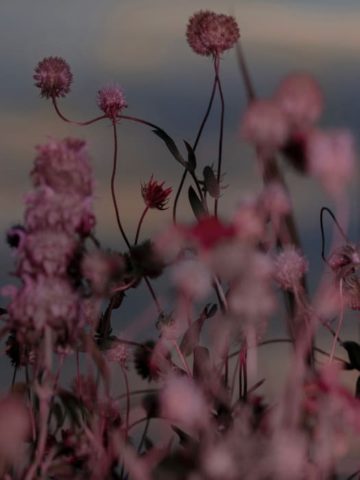 Close-up of pink globe amaranth flowers in soft focus against a muted sky. Floral photography with a shallow depth of field.