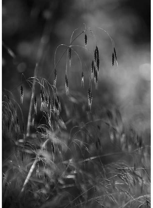 Monochrome photograph of wild oats and grasses in soft focus, capturing the delicate textures and natural beauty of the rural landscape.