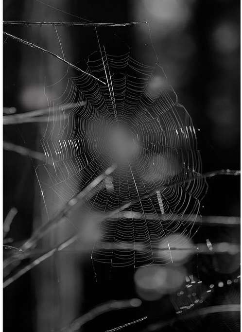 Spider web in a forest with dew drops, creating a symmetrical pattern in black and white. Nature and wildlife photography.
