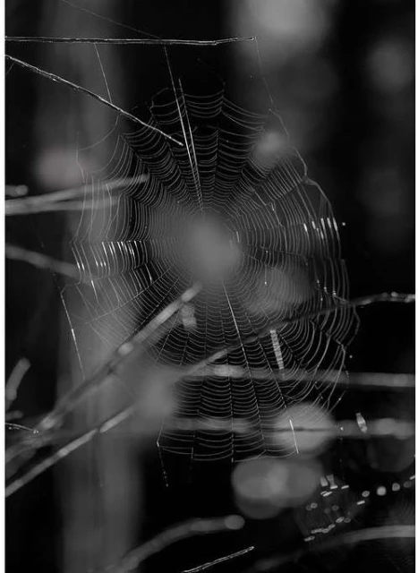 Spider web in a forest with dew drops, creating a symmetrical pattern in black and white. Nature and wildlife photography.