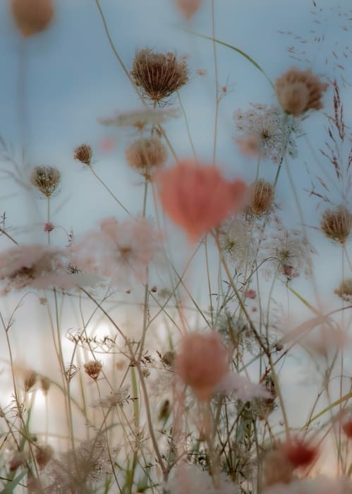Soft focus image of a field of Queen Anne's lace and other wildflowers in muted tones, capturing a dreamy and ethereal landscape.