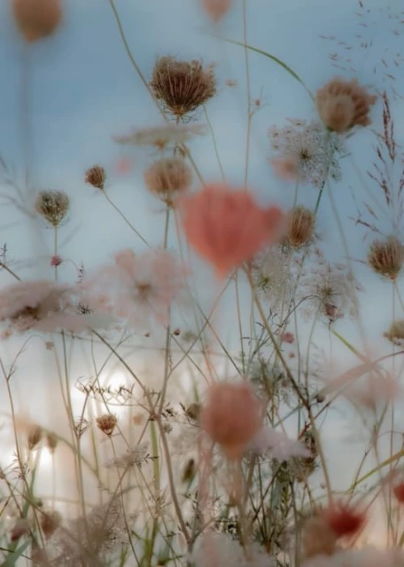Soft focus image of a field of Queen Anne's lace and other wildflowers in muted tones, capturing a dreamy and ethereal landscape.