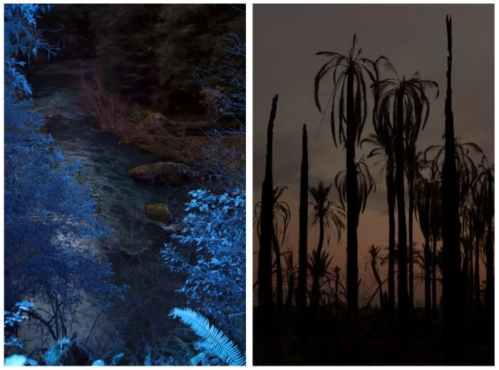 Split image of forest river at dusk and palm trees at sunset in dark blues, browns, and blacks for nature and landscape visuals.
