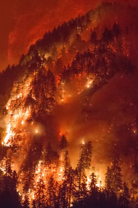 Fire rages through a densely wooded hillside at night, with intense flames visible on trees, brush, and the smoky, fiery background.