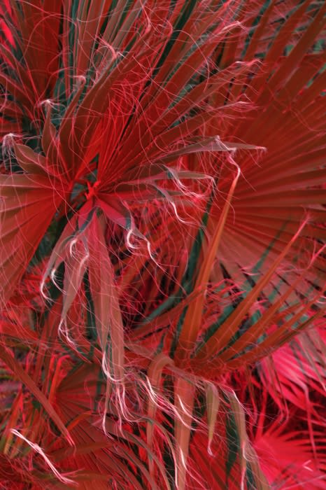Abstract botanical composition featuring vibrant red palm fronds with linear details and blurred textures, creating a surreal, tropical scene.