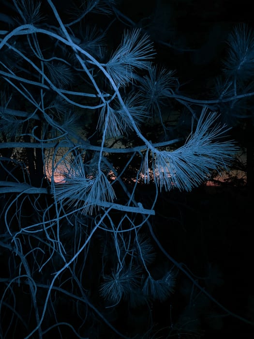 Close-up of pine tree branches against a dark background featuring hues of orange and blue in the twilight, creating a winter mood.