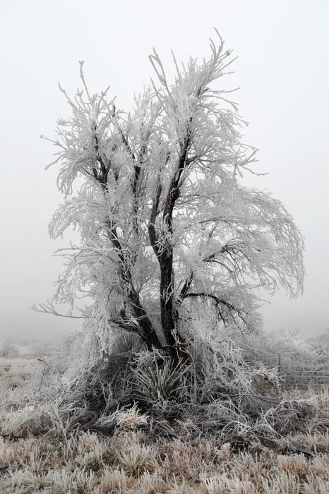 Frost-covered tree stands prominently in a serene, winter landscape. The ground is covered with frosted grass, and a light fog fills the scene.