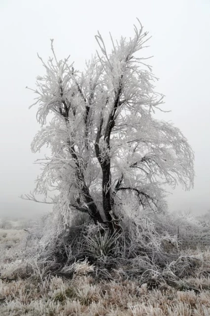 Frost-covered tree stands prominently in a serene, winter landscape. The ground is covered with frosted grass, and a light fog fills the scene.