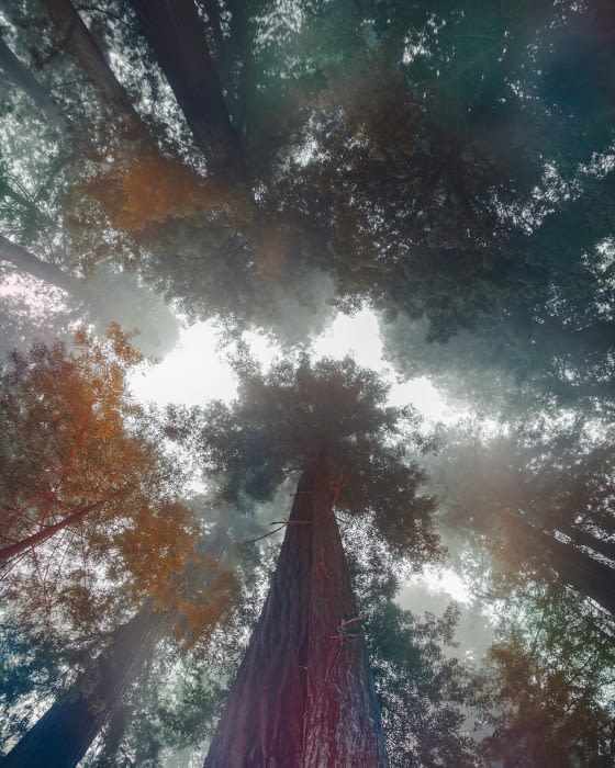 Looking up at tall redwood trees in a forest, featuring a low angle, natural lighting, and a slightly misty atmosphere.