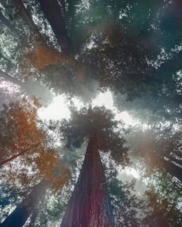 Looking up at tall redwood trees in a forest, featuring a low angle, natural lighting, and a slightly misty atmosphere.
