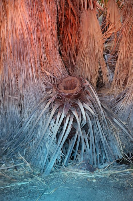 Close-up of the base of a palm tree, showcasing the textured trunk, frond bases, and the transition from brown to blueish hues.