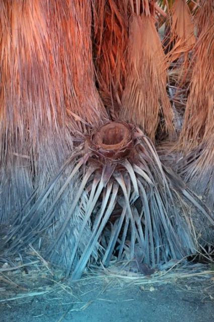 Close-up of the base of a palm tree, showcasing the textured trunk, frond bases, and the transition from brown to blueish hues.