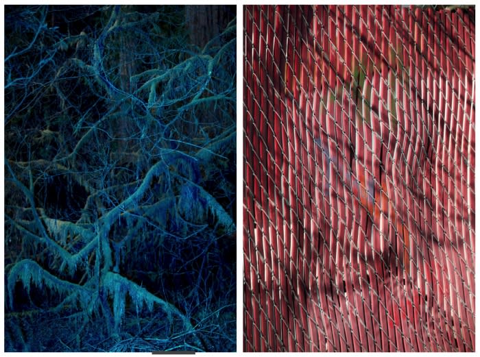 Split image showing a blue-toned forest scene on the left and a red-toned bamboo fence or screen on the right.