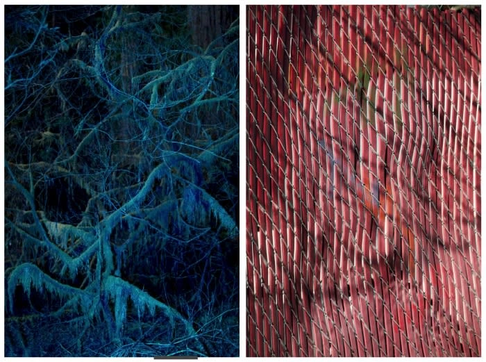 Split image showing a blue-toned forest scene on the left and a red-toned bamboo fence or screen on the right.