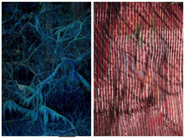 Split image showing a blue-toned forest scene on the left and a red-toned bamboo fence or screen on the right.
