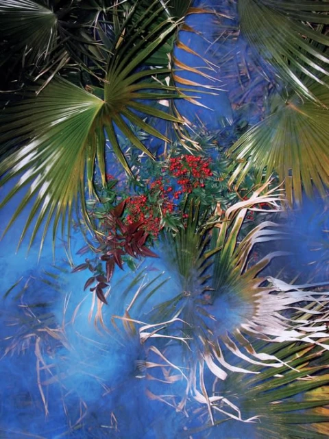 Palm fronds and red berries create an abstract botanical composition with a blue textured background reminiscent of water or sky.