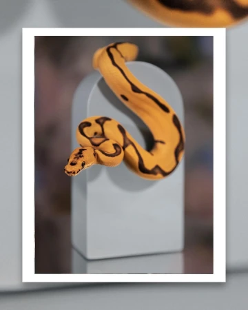 Serpentine portrait: A yellow python with black markings artfully coils atop a grey architectural pedestal against a soft-focus backdrop.