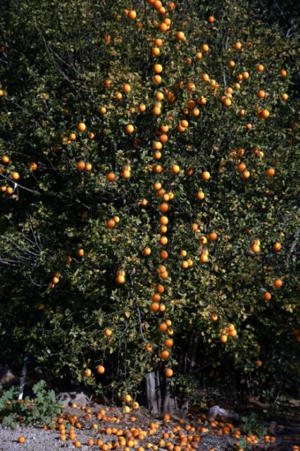 Orange tree laden with fruit in an outdoor setting, showing ripe oranges hanging from branches and scattered on the ground.