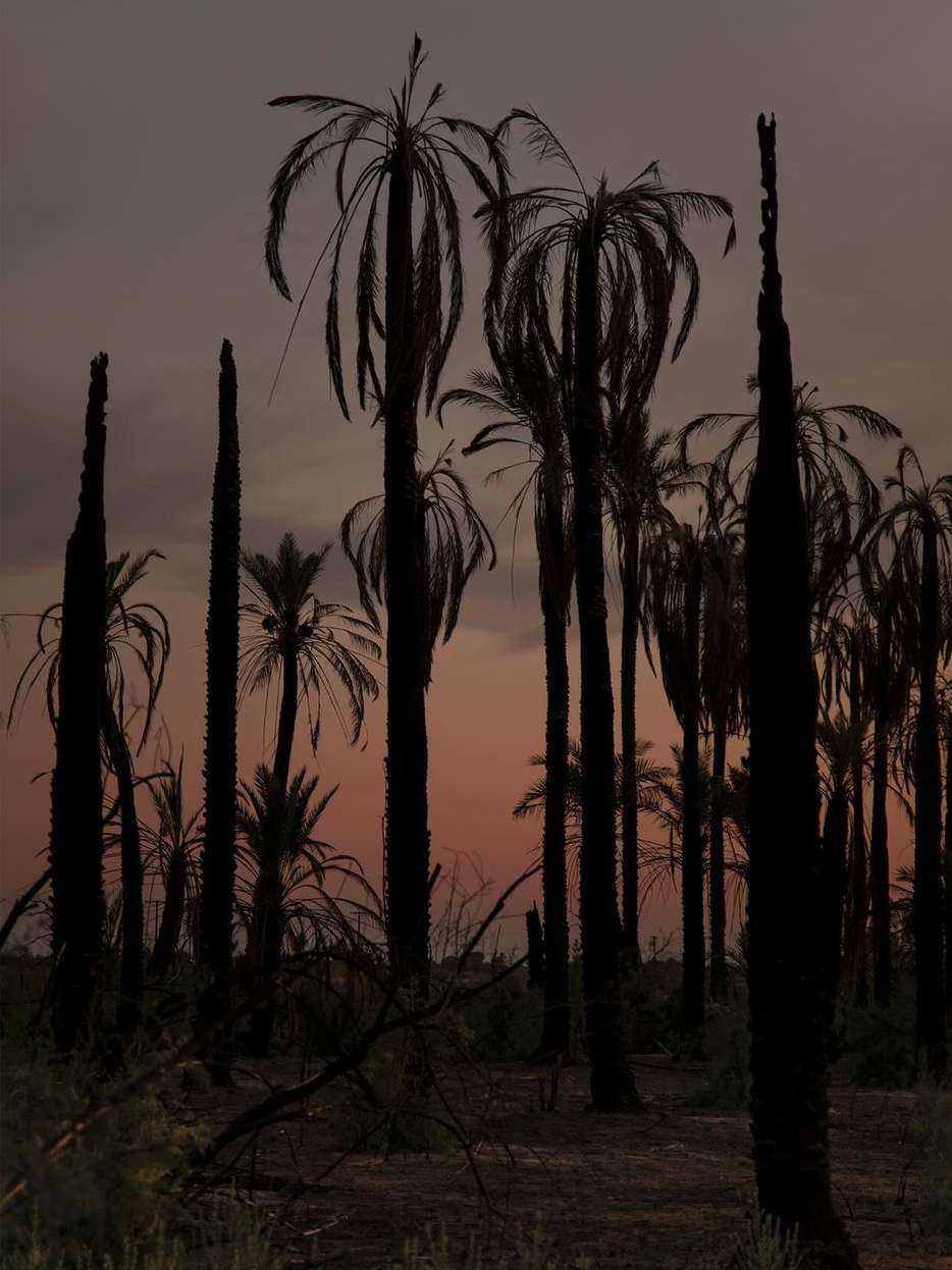 Silhouette of a palm tree forest at dusk. Trees in varying states of decay stand against an orange and purple sky.
