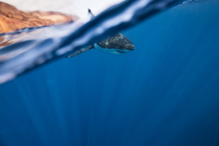 Underwater view of a great white shark swimming in deep blue ocean waters, with the ocean surface and a glimpse of land above.