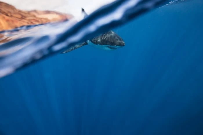 Underwater view of a great white shark swimming in deep blue ocean waters, with the ocean surface and a glimpse of land above.