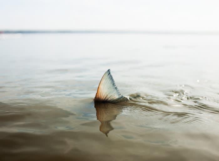 Close-up of a fish tail breaking the surface of rippled water in an outdoor setting, under soft, diffused daylight conditions.