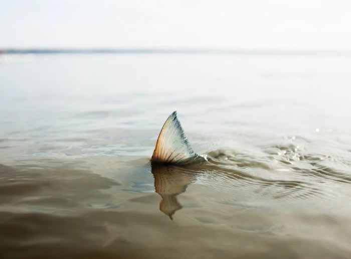 Close-up of a fish tail breaking the surface of rippled water in an outdoor setting, under soft, diffused daylight conditions.