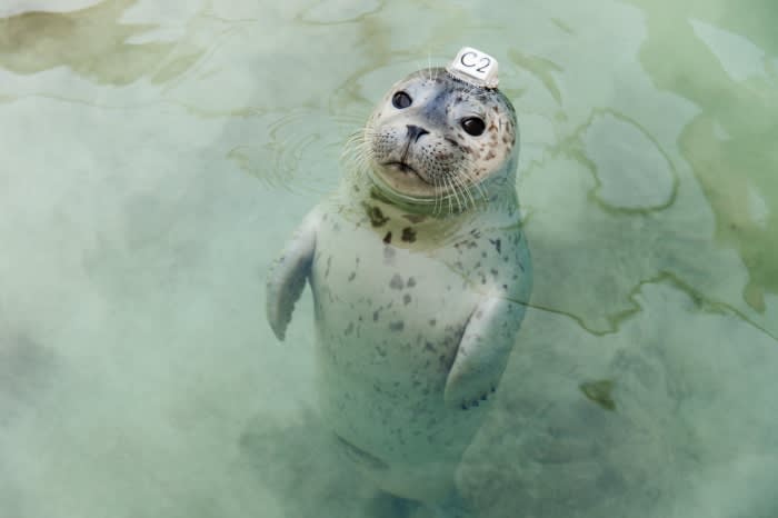 Seal in water with a 'C2' block on its head, looking directly at the camera with a gentle, engaging expression in a natural setting.