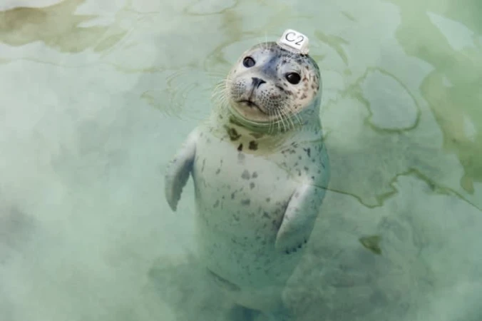 Seal in water with a 'C2' block on its head, looking directly at the camera with a gentle, engaging expression in a natural setting.