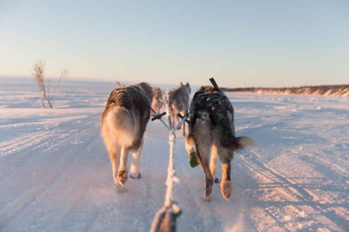 Dogs pull a sled across a snowy landscape under a pale sky, providing a sense of adventure and the beauty of winter exploration.