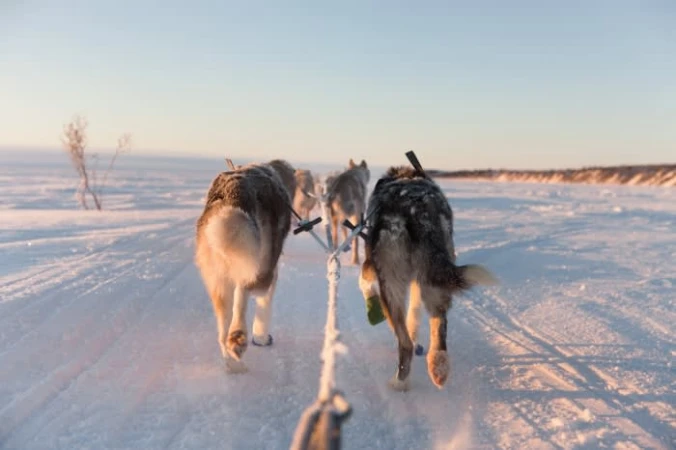 Dogs pull a sled across a snowy landscape under a pale sky, providing a sense of adventure and the beauty of winter exploration.