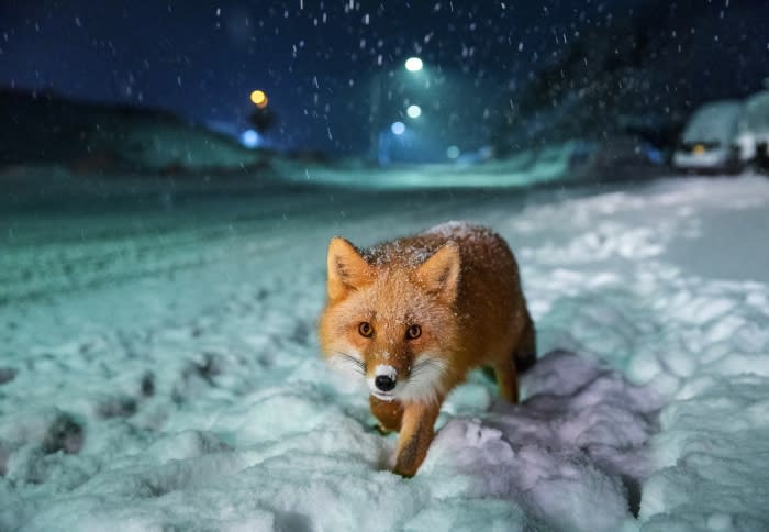Red fox walks through snow at night under streetlights. Snow falls, covering the fox's fur, with the foreground in soft focus.