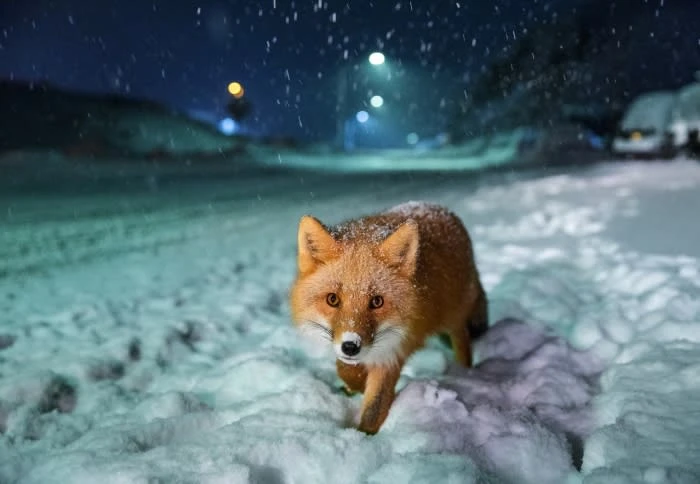 Red fox walks through snow at night under streetlights. Snow falls, covering the fox's fur, with the foreground in soft focus.